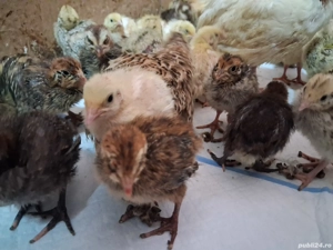 Pui de prepeliță  - imagine 4