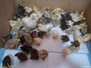 Pui de prepeliță  - imagine 3