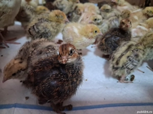 Pui de prepeliță  - imagine 5
