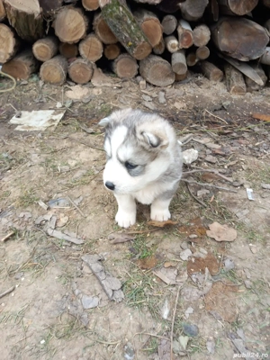 Vând pui husky siberian - imagine 2