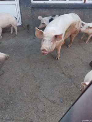 porc de vânzare 
