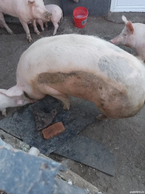 porc de vânzare  - imagine 2