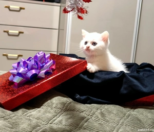 British Shorthair alb, rasa pura, 