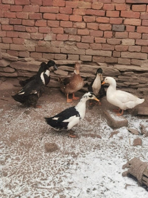 Vând rațe de anul trecut 