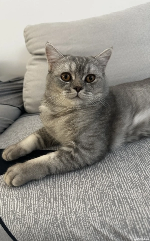Ofer spre adoptie motan british shorthair - imagine 3