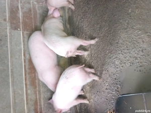 Purcei  marele alb - imagine 3