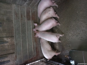 Purcei  marele alb - imagine 4