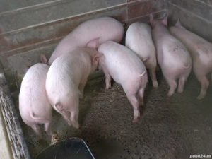 Purcei  marele alb - imagine 2