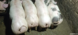 Vând pureci de 12 săptămâni 