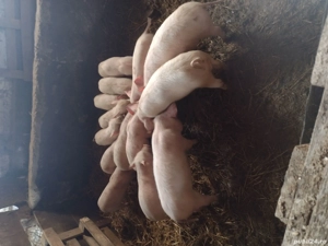 Vând purcei ,,,,,,,,