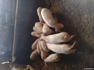 Vând purcei ,,,,,,,, - imagine 3