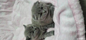 Bond si Bety - imagine 4