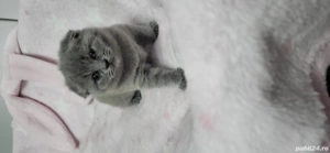 Bond si Bety - imagine 3