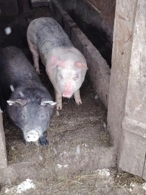 Vând purcei 14 săptămâni 