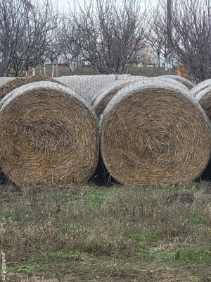 Vand baloti paie grau si orz  - imagine 2