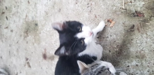   Pisicuta de 4luni spre adoptie - imagine 5