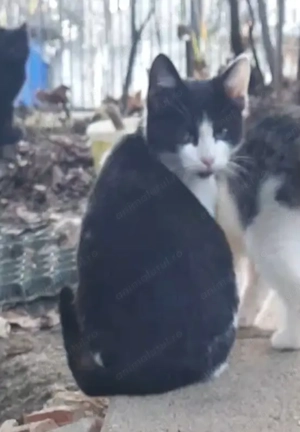   Pisicuta de 4luni spre adoptie - imagine 4