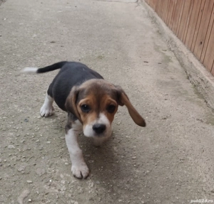 Cătelușă Beagle - imagine 3