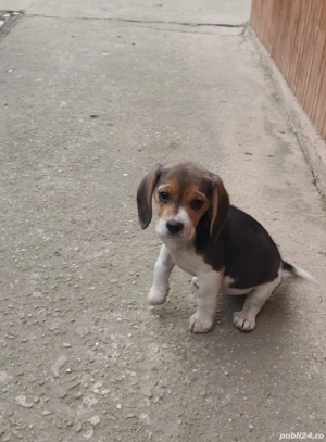 Cătelușă Beagle - imagine 2