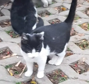   Pisicuta de 4luni spre adoptie - imagine 3