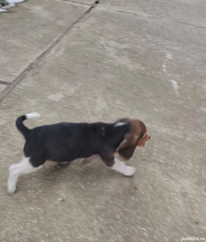Cătelușă Beagle - imagine 4