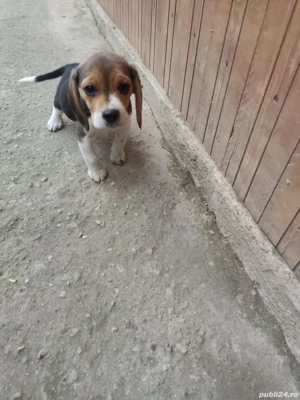Cătelușă Beagle - imagine 5