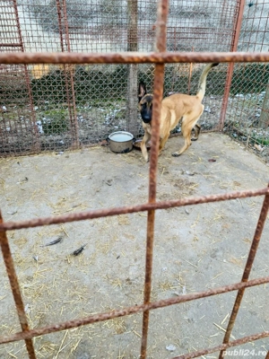 Donez caine ciobanesc belgian - imagine 2