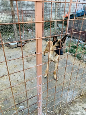 Donez caine ciobanesc belgian