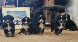 Disponibili pui Ciobanesc de Berna - imagine 2