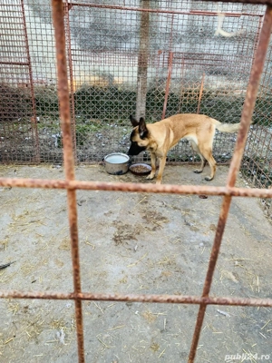 Donez caine ciobanesc belgian - imagine 3