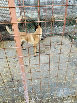 Donez caine ciobanesc belgian - imagine 5