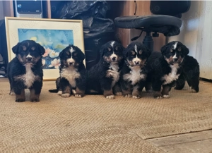 Disponibili pui Ciobanesc de Berna