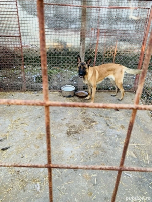 Donez caine ciobanesc belgian - imagine 4