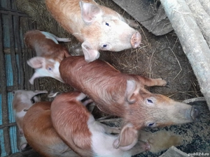 Vând soldani - imagine 2