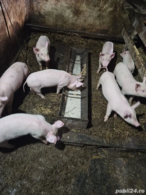 purcei de vanzare - imagine 2
