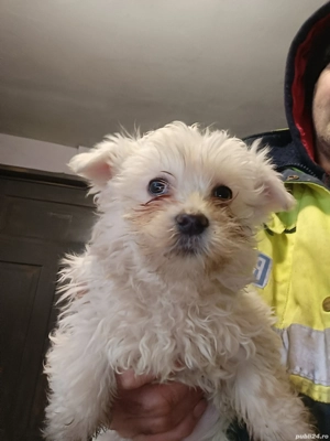Cățeluși Bichon Maltez(Minitoy) - imagine 5