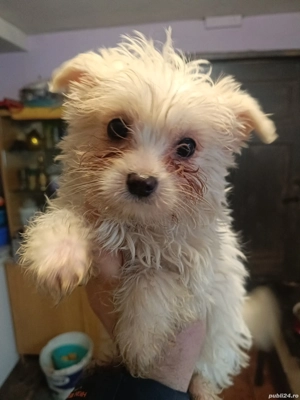 Cățeluși Bichon Maltez(Minitoy)