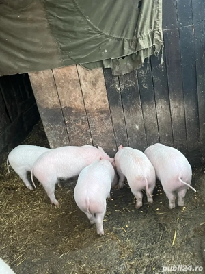 purcei de vanzare 