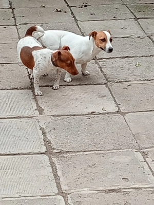 Pui Jeck Russell disponibili de 5 6 săptămâni disponibili