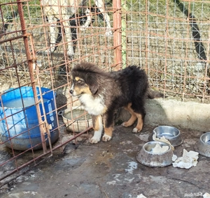 Câini ciobănesc pui Tibetan  - imagine 5