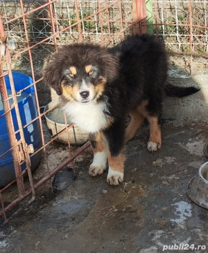 Câini ciobănesc pui Tibetan  - imagine 4