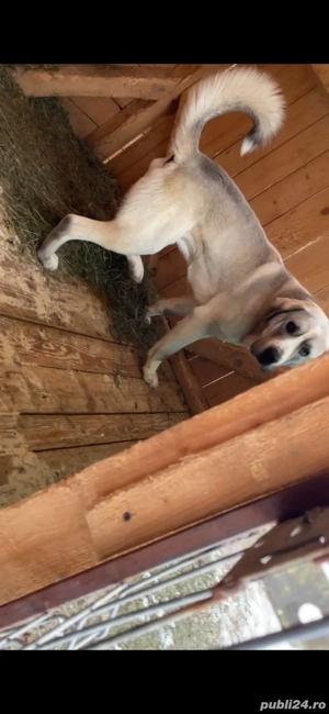 mascul ciobanesc de asia centrala - imagine 2