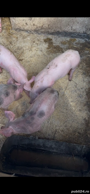 Porcii de Vânzare - imagine 4