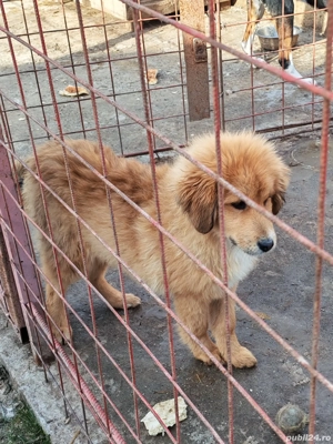 Câini ciobănesc pui Tibetan  - imagine 2