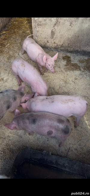 Porcii de Vânzare - imagine 2