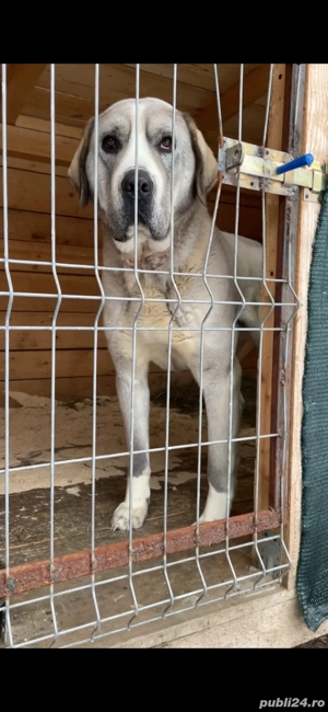 mascul ciobanesc de asia centrala