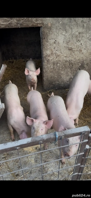 Porcii de Vânzare - imagine 3