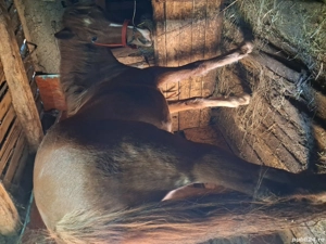 Vand carlana foarte cuminte vsrsta 2 ani - imagine 3