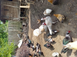 Vând curcani - imagine 2