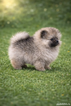 pameranian talie mică  - imagine 2